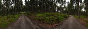 Forest of the Saxon Switzerland (VR)